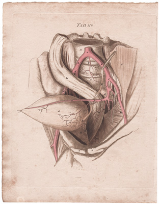 Arteries of the Pelvis of a Boy of Twelve Years of Age